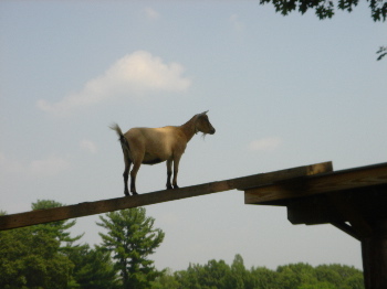 Parlee Farm's Goat on a Slope
