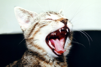catyawn.jpg