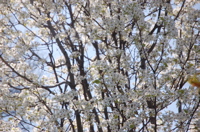DSC_0034.jpg