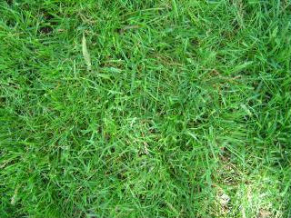grass.jpg