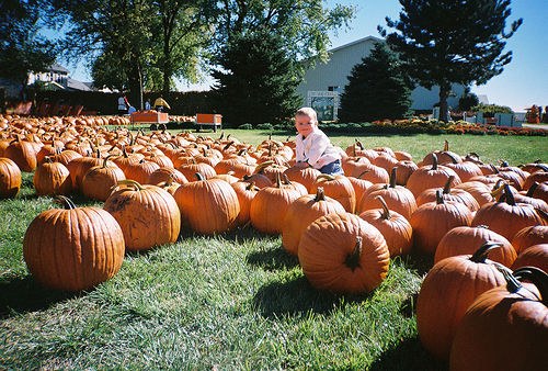 SofiePumpkins